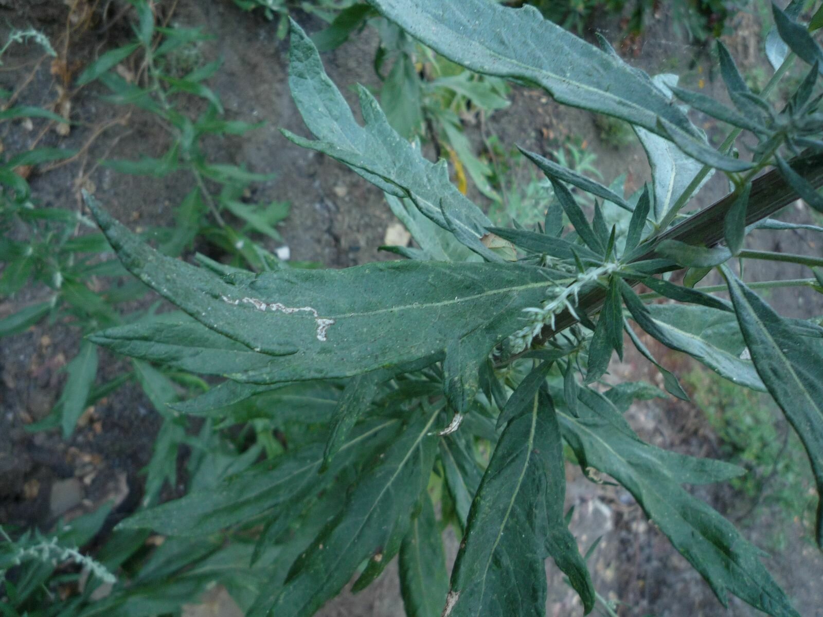 High Resolution Artemisia douglasiana Leaf